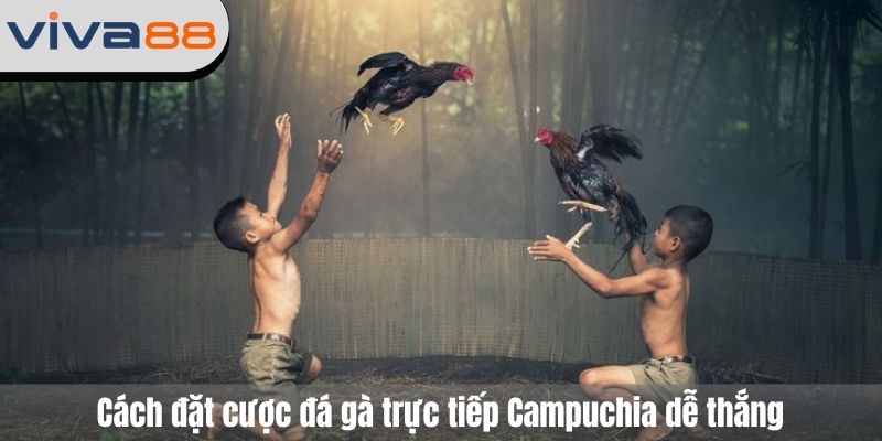 đá gà trực tiếp Campuchia