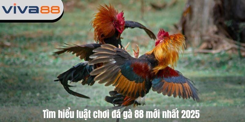 đá gà 88